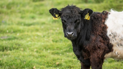 Belted Galloway and Irish moiled cattle at Murlough National Nature Reserve, County Down, Northern Ireland